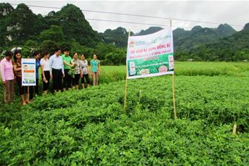 Hội nghị “Tổng kết đánh giá mô hình sử dụng đồng bộ sản phẩm NPK Si Vì Nông dân Việt chuyên lót, chuyên thúc trên cây lạc”